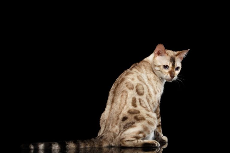 Are Snow Bengal Cats Friendly: A Glimpse of What It’s Like to Own a Snow Bengal