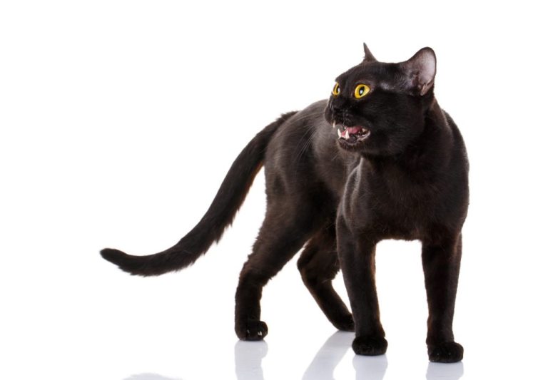Bombay Cat vs. Black Cat: Similarities and Differences Between Bombay Cat and Black Cat