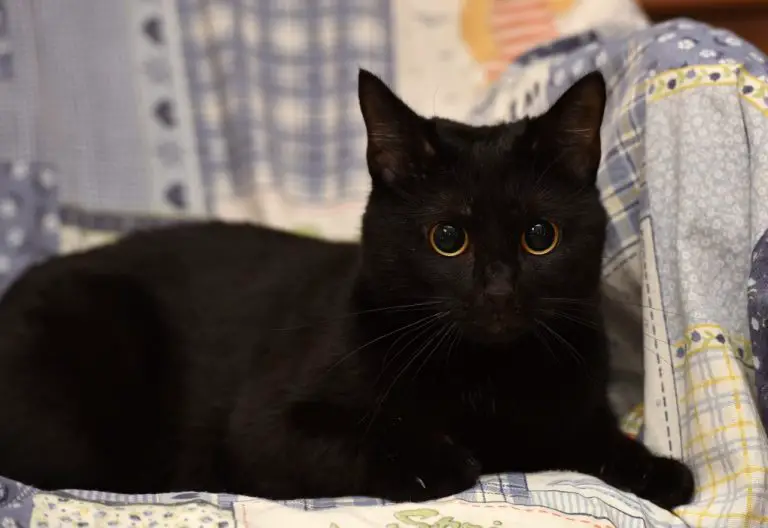 Are Bombay Cats Mean: This Cat’s Personalities and How to Befriend Them