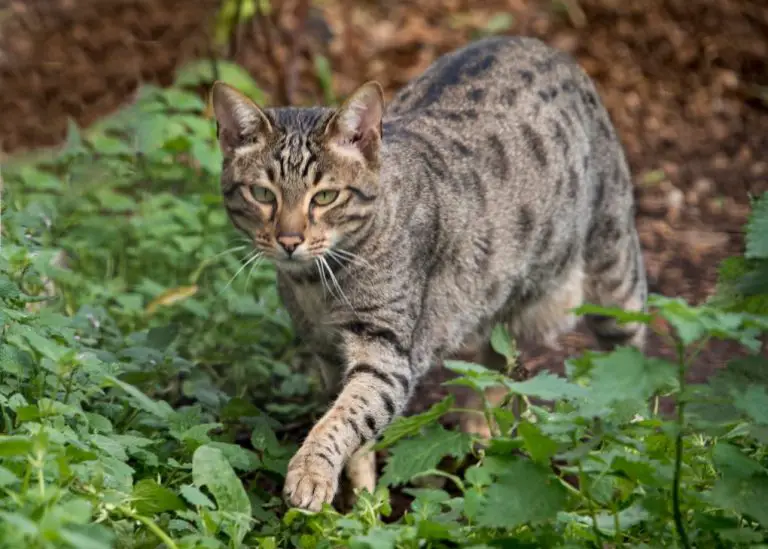 Savannah Cat vs. Tabby: Which Cat Breed Suits You