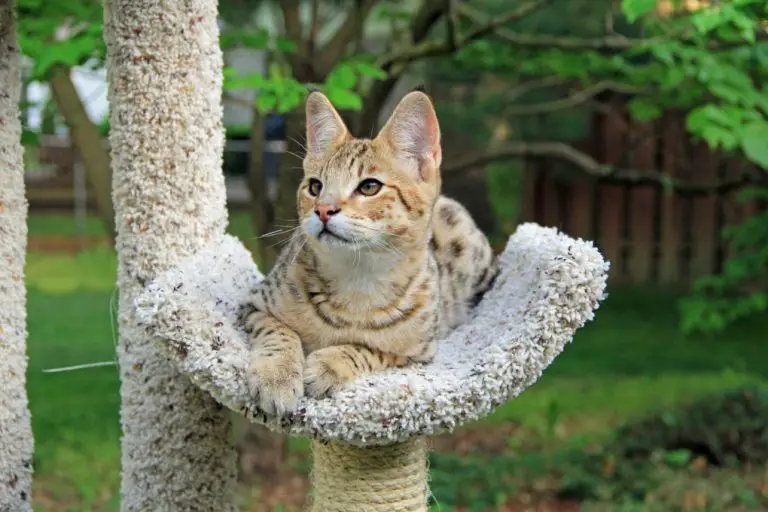 Do Savannah Cats Use a Litter Box: Litter Box Options for Your Savannah Cats