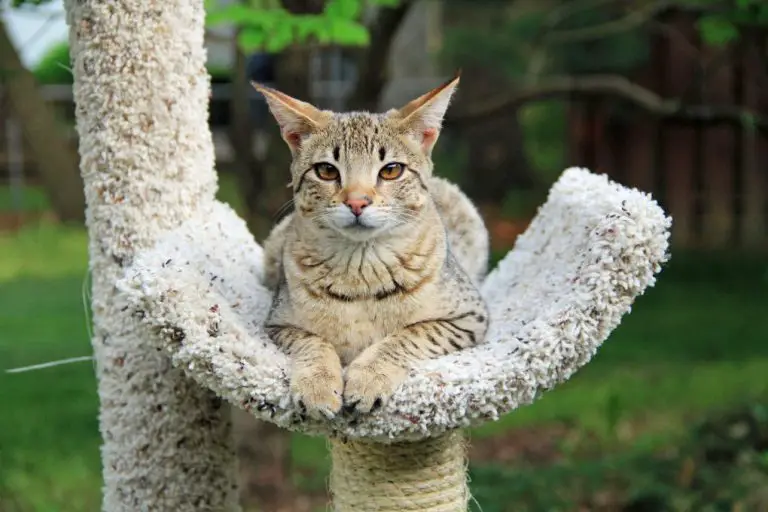 Are Savannah Cats Bigger Than Bengals: Understanding the Size of These Breeds and Comparing Some of Their Traits
