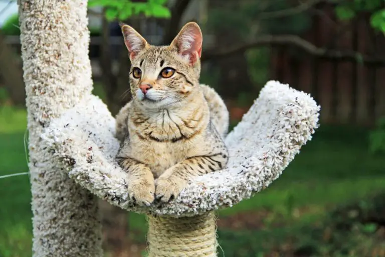 How High Can Savannah Cats Jump: What You Need to Know About Savannah Cats Jumping Ability