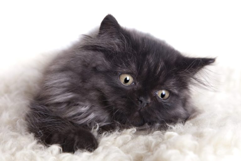 How Long Do British Longhair Cats Live: Factors Affecting Your Cat’s Lifespan