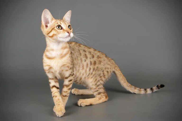 Is a Savannah Cat a Serval: What You Need to Know About Serval Cats