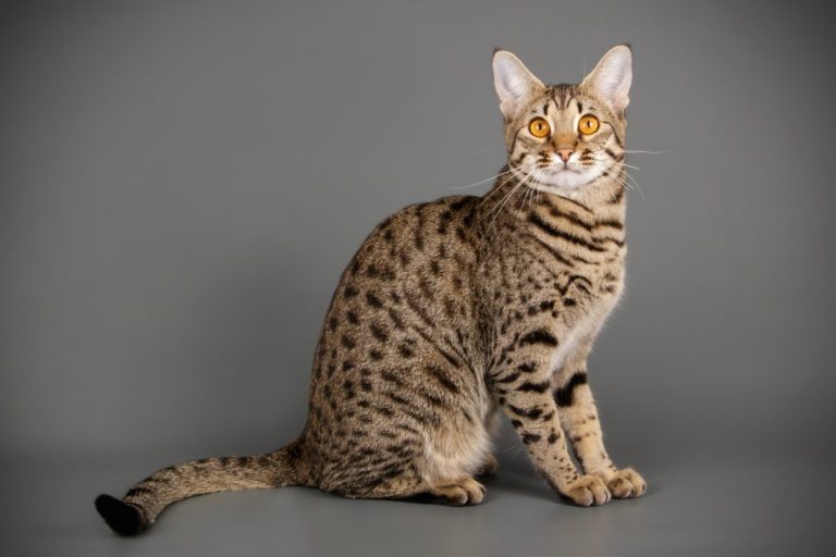 Can a Savannah Cat Kill You: Pros and Cons of Owning a Savannah Cat