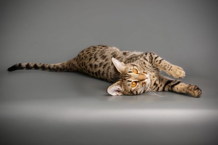 Savannah Cat vs. Dog: Which Pet Suits You Better?