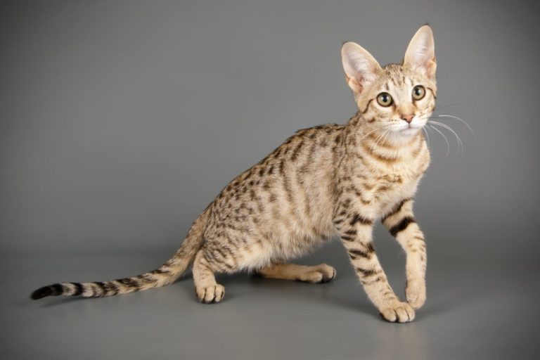 Are Savannah Cats Aggressive: Analyzing Your Savannah Cat’s Biting Behavior