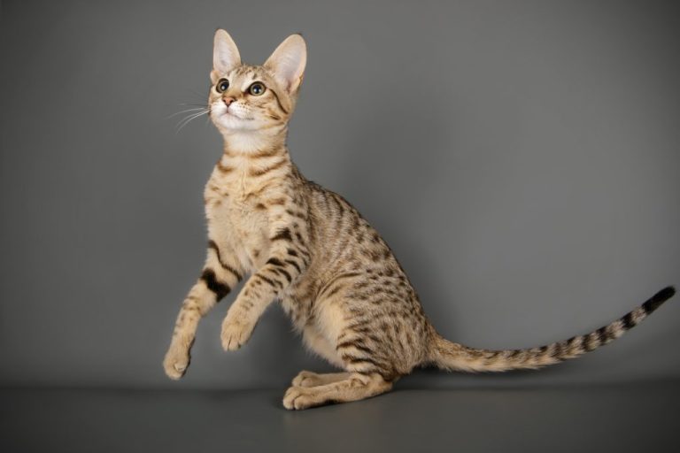 Are Savannah Cats Legal in New Jersey: Exotic Animals That Are Legal to Own in New Jersey