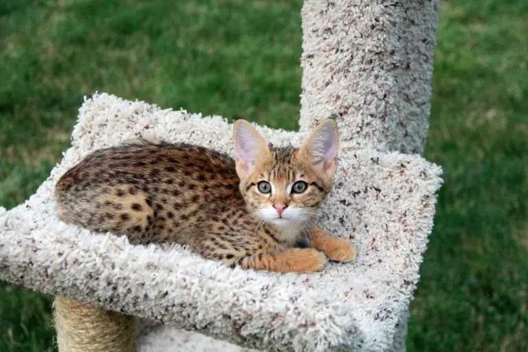 Are Savannah Cats Legal in Australia: List of Cats Allowed in Australia