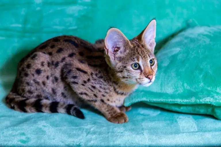 Are Savannah Cats Hypoallergenic: Allergic Reaction to Savannah Cats and How to Lessen Them