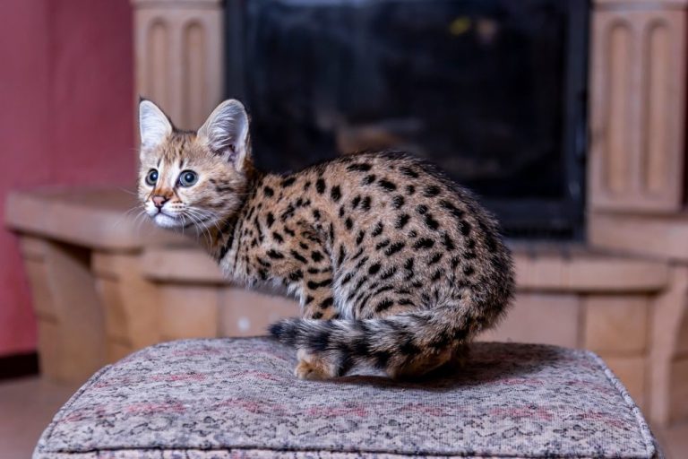 Are Savannah Cats Cuddly: Understanding How Savannah Cats Act as Pets and Tips to Make Them More Cuddly