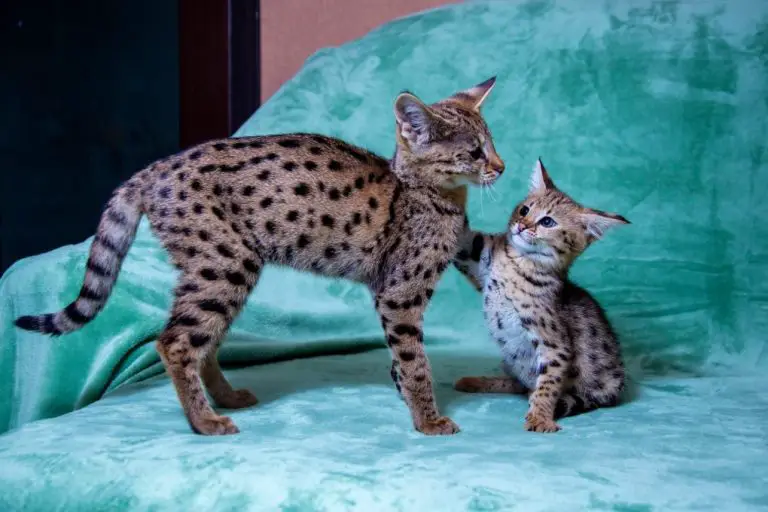 Will a Savannah Cat Protect You: What You Need to Know When Owning a Savannah Cat