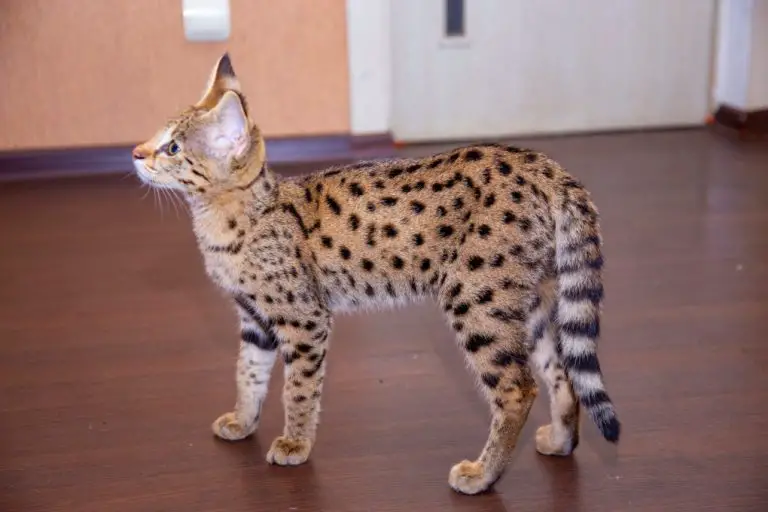 Will Savannah Cats Run Away: Reasons This Breed May Run Away and Other Dangers Outdoors