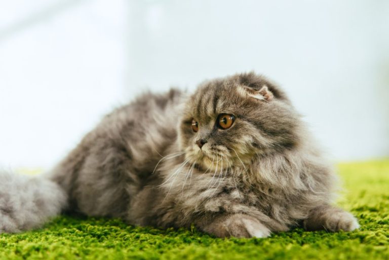 Do British Longhair Cats Shed: 5 Tips & Tricks to Reduce Shedding