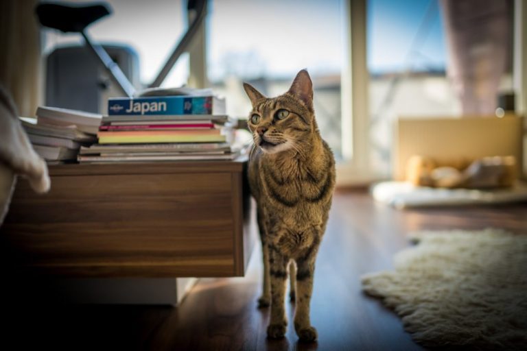 Where Are Savannah Cats Legal: Some Considerations in Keeping Savannah Cats as Pets