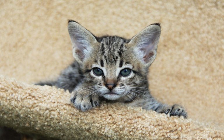 Are Savannah Cats Legal in Canada: The Legal Status of This Breed in Canada and the Responsibilities of Owners