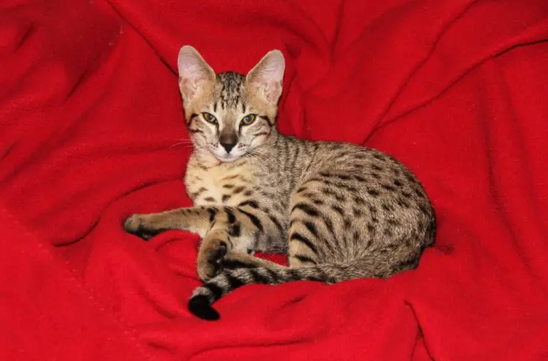 Where Are Savannah Cats From: A Guide to Understanding the Origin of Savannah Cats