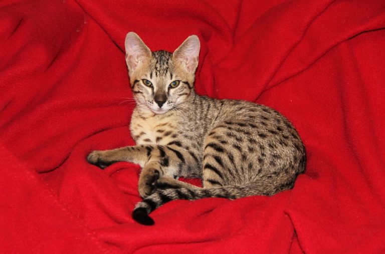 Where Are Savannah Cats From: A Guide to Understanding the Origin of Savannah Cats