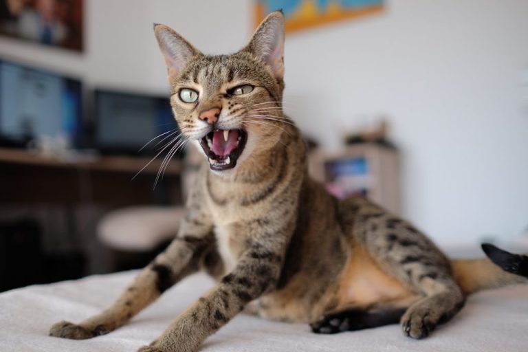 Are Savannah Cat Dangerous: Assessing the Safety of Keeping This Breed as Pets and Reasons for Aggression