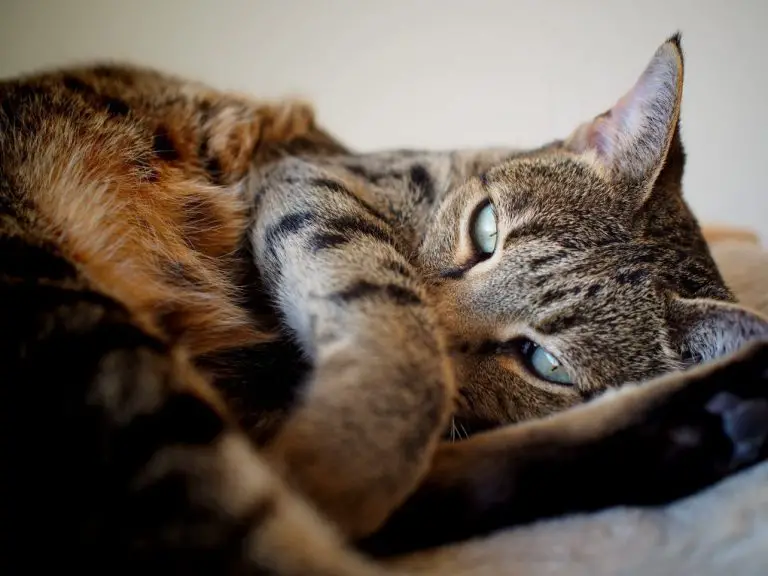 How Long Do Savannah Cats Grow: What You Need to Know About Savannah Cat’s Growth