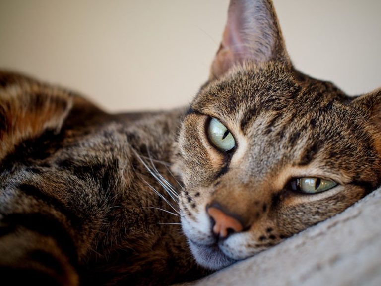 Are Savannah Cats Affectionate: Understanding Savannah Cat’s Affection