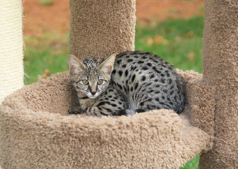 Are Savannah Cats Legal in Massachusetts: A Guide on the Legality of Savannah Cat Ownership