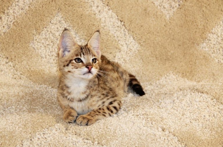 Do Savannah Cats Purr: Reasons Why Savannah Cats Purr