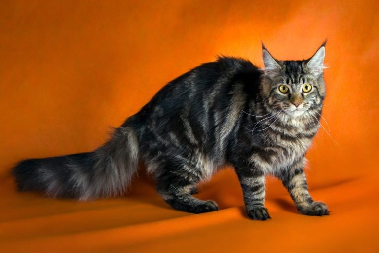 How Long Do Maine Coon Cats Live: Factors Affecting Maine Coon Lifespan and Tips to Prolong It