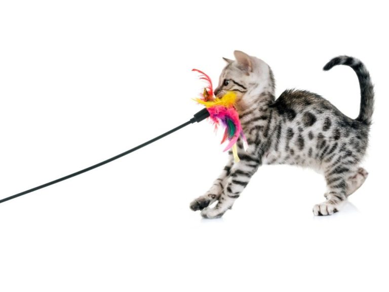 What Do Bengal Cats Like to Play With: 6 Toys Bengal Cats Love