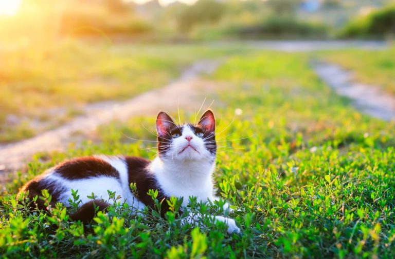 How Long Are Cats on Heat: Factors Affecting Heat in Cats and Signs That They Are on Heat