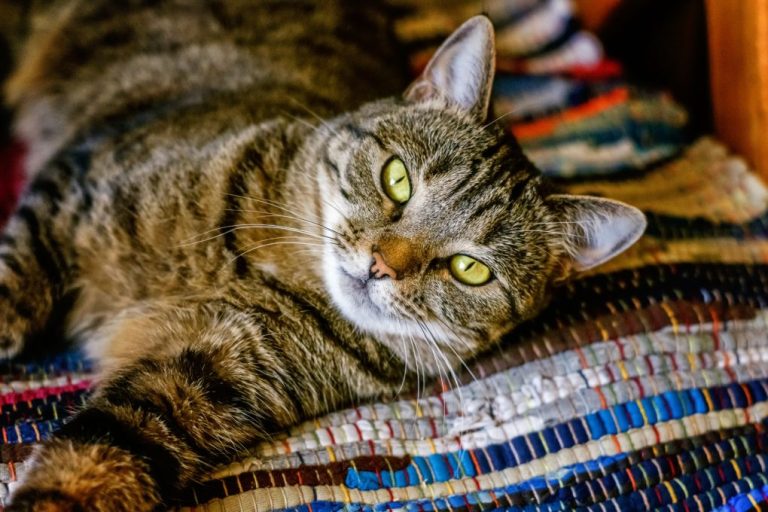 Best Cat for Someone With Allergies: List of Cats for People With Allergies