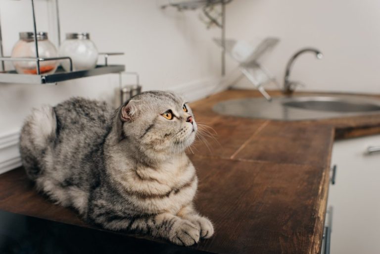 How to Keep Cat Off Counter: Reasons Why Cats Jump off the Counter and Tips to Deal With It