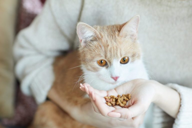 What Do Maine Coon Cats Eat: Get to Know the Diet of Maine Coon Cats