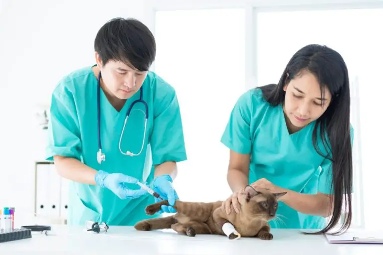 Do Cat Need Shots: What Vaccinations Do Your Cat Need, and Its Benefits and Risks