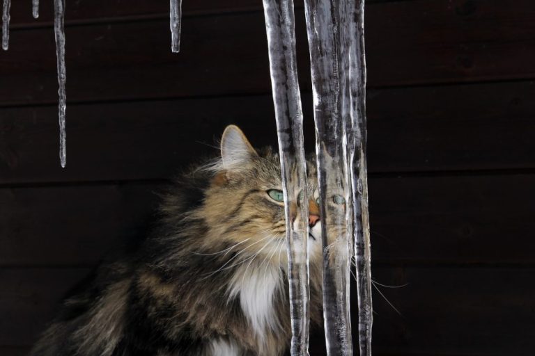 Do Norwegian Forest Cats Like Water: Why Norweigan Forest Cats Are Fond of Water