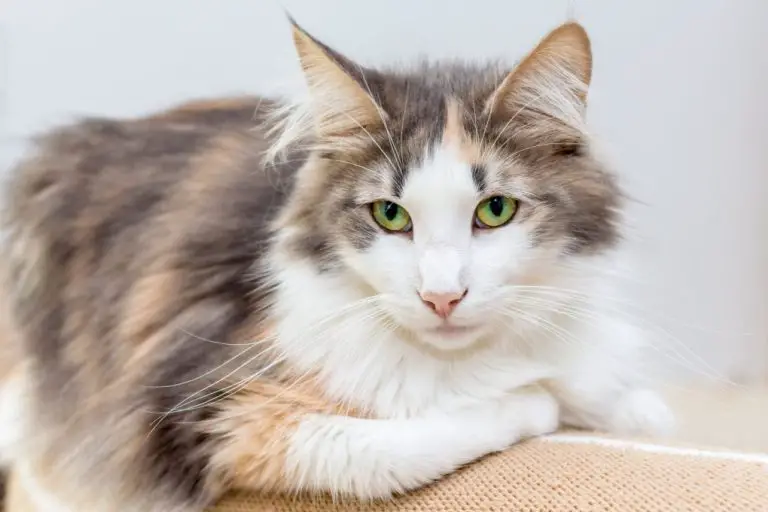 Are Norwegian Forest Cats Hypoallergenic: Symptoms and Tips When Taking Care of Non-Hypoallergenic Cat