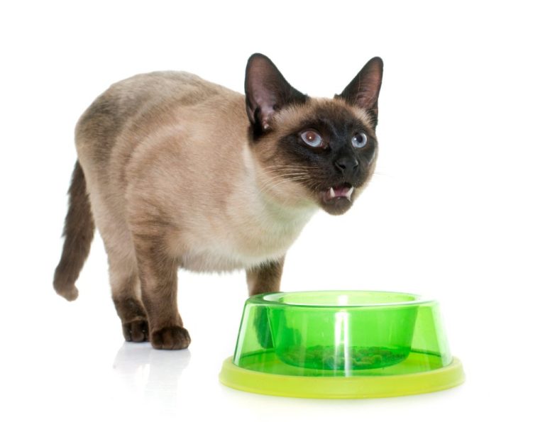 Best Siamese Cat Food: Top Picks for Your Feline Friend